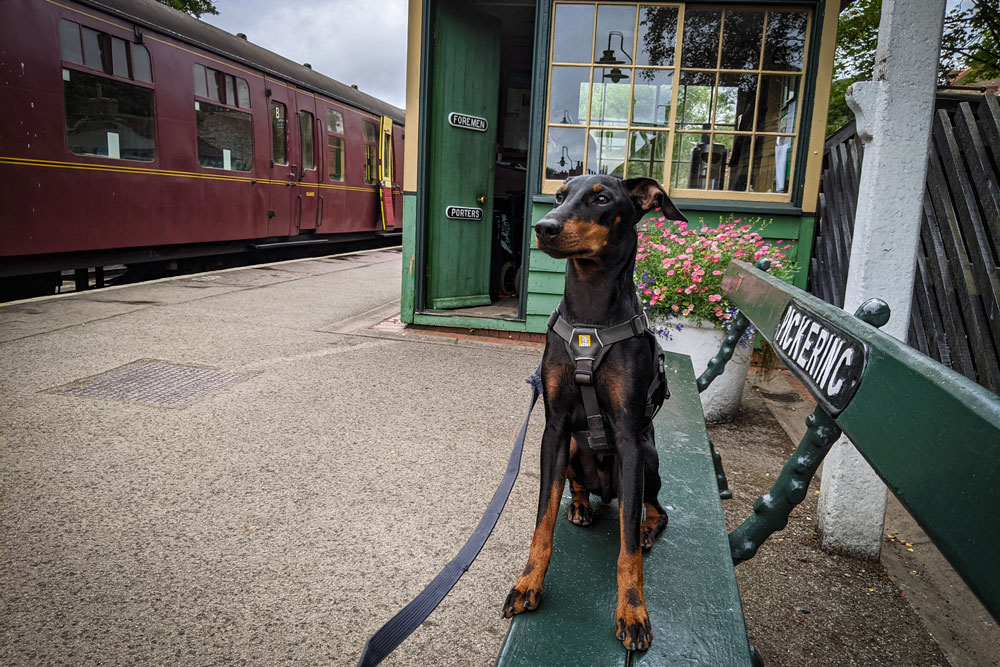 Dog-Friendly Weekends includes a heritage railway where dogs ride free