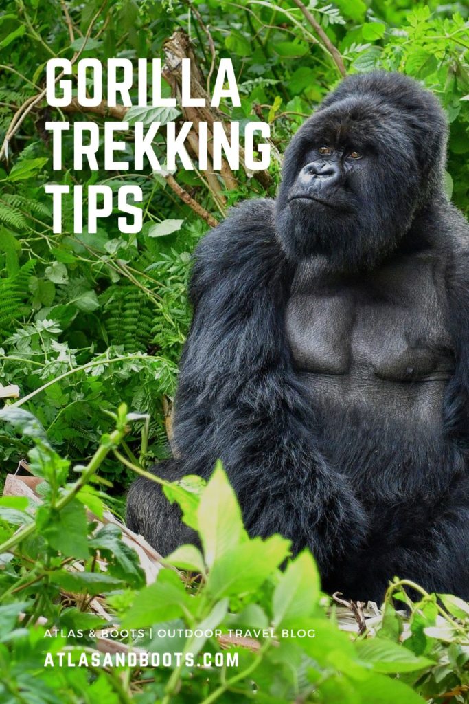 Gorilla trekking tips Pinterest pin