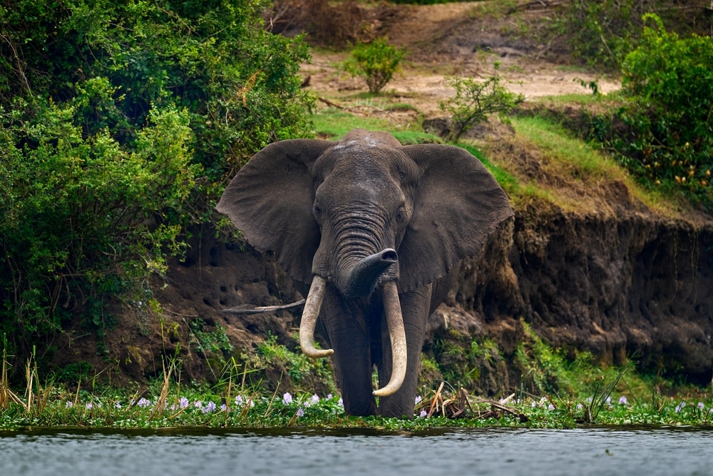 An elephant in Uganda