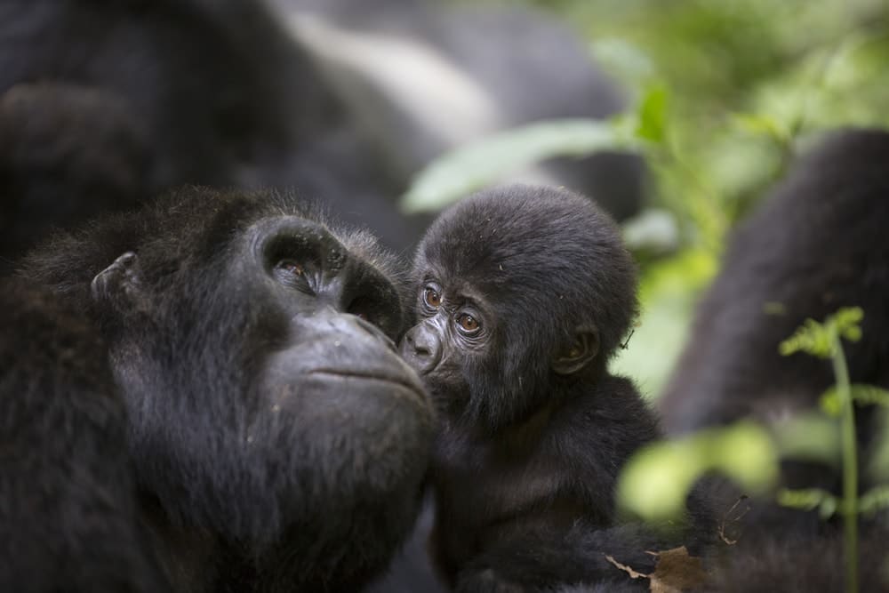 A baby gorilla with its mother