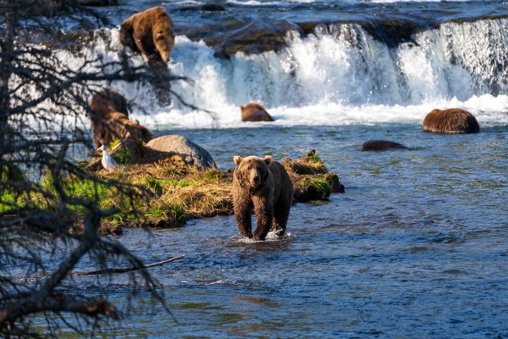 Bears feeding at Brooks River, Katmai