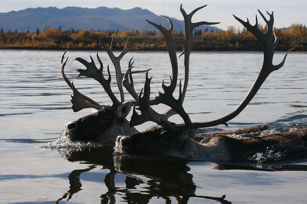 Caribou in Kobuk Valley – one of the best American national parks for wildlife spotting