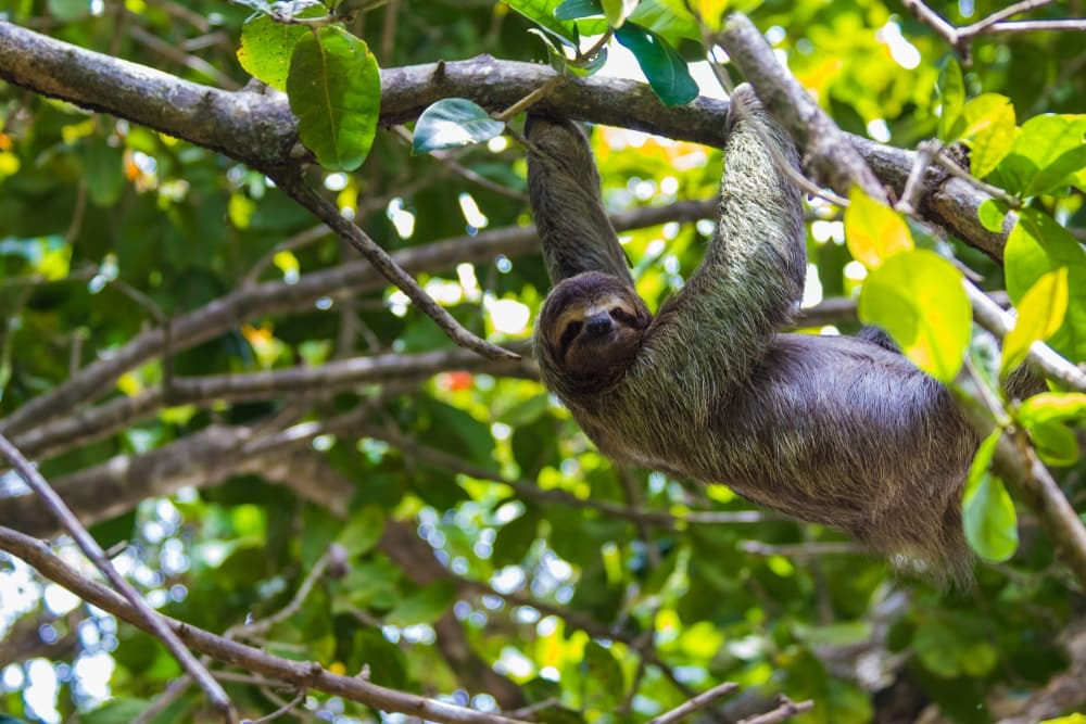 Sloth on a tree branch in Manuel Antonio National Park