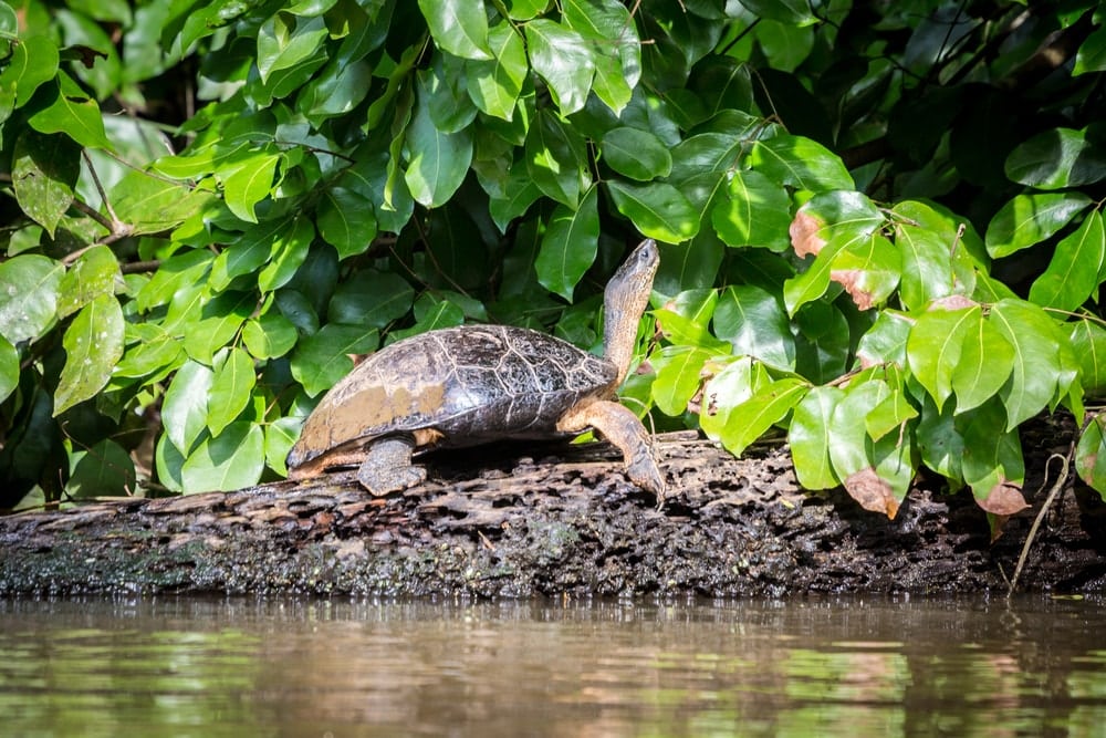 Tortuguero National Park in Costa Rica is one of the best day trips from San Jose