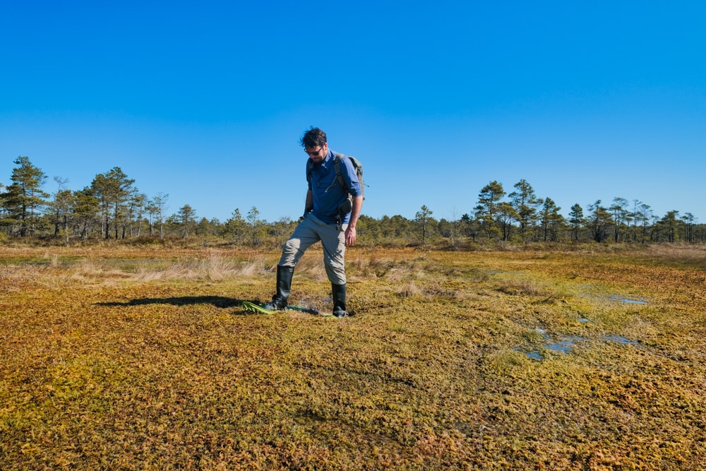 Peter bogshoeing in Ķemeri National Park, Latvia