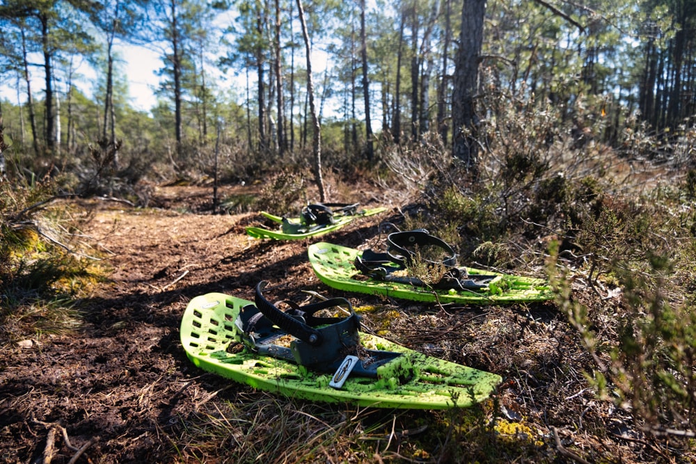 A pair of snowshoes rests on the forest floor