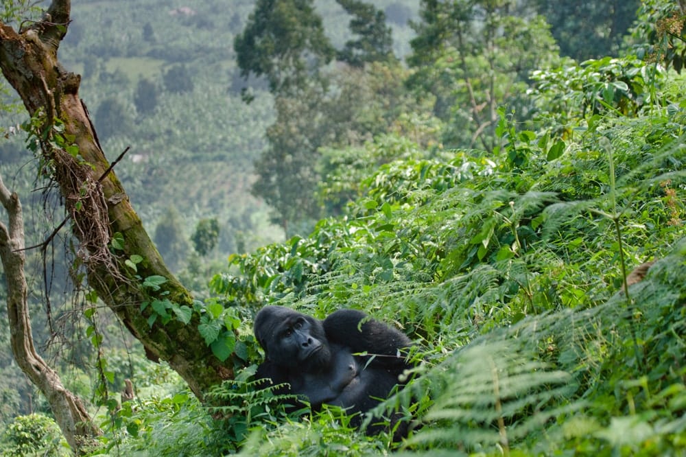 Seekor gorila jantan di Hutan Bwindi yang Tidak Dapat Ditembus di Uganda