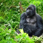 A silverback gorilla in Rwanda