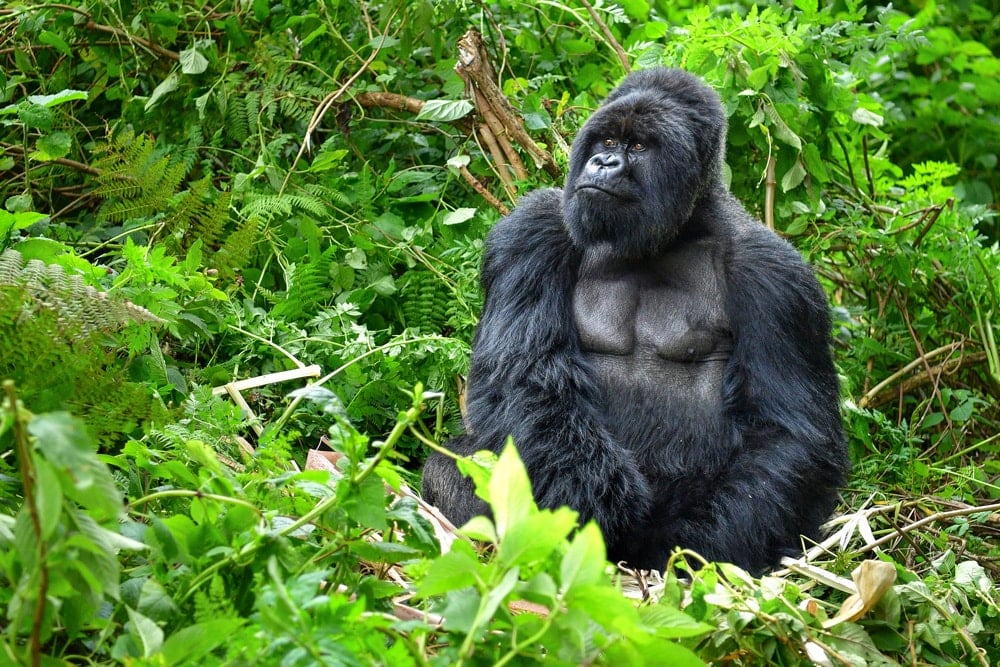 A silverback gorilla in Rwanda