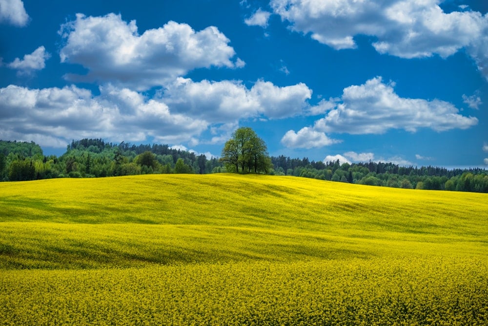 a field of yellow rapeseed in Gauja National Park