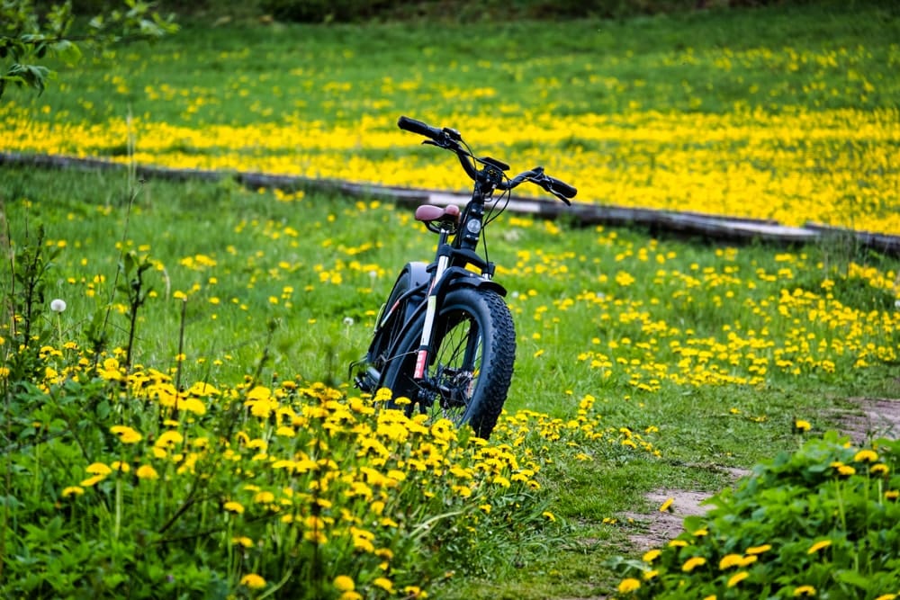 Sepeda pintar saya di antara bunga liar kuning di Taman Nasional Gauja