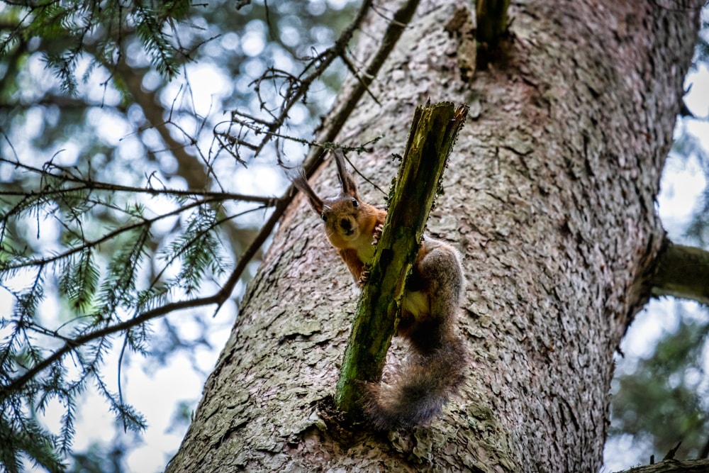 A squirrel seen during one of my hikes
