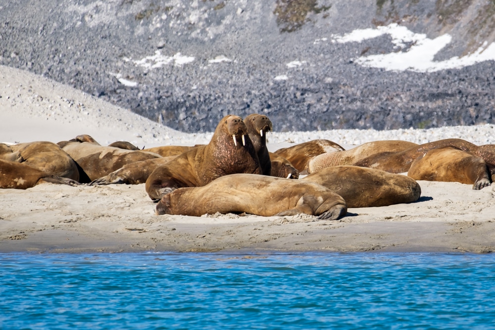 Walruses at Magdalenefjord