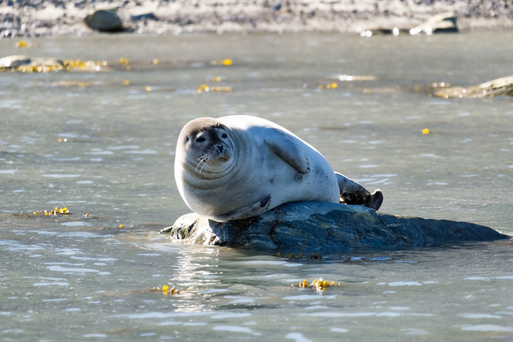 A seal poses in the sun – one of the reasons to visit Svalbard