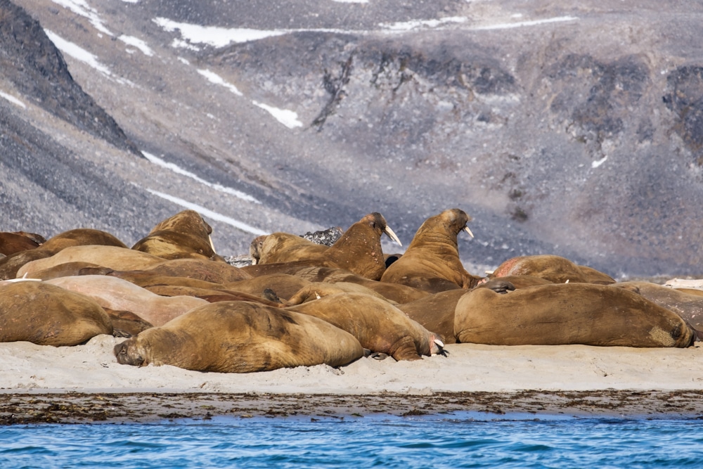 Walruses at Smeerenburg– one of the reasons to visit Svalbard