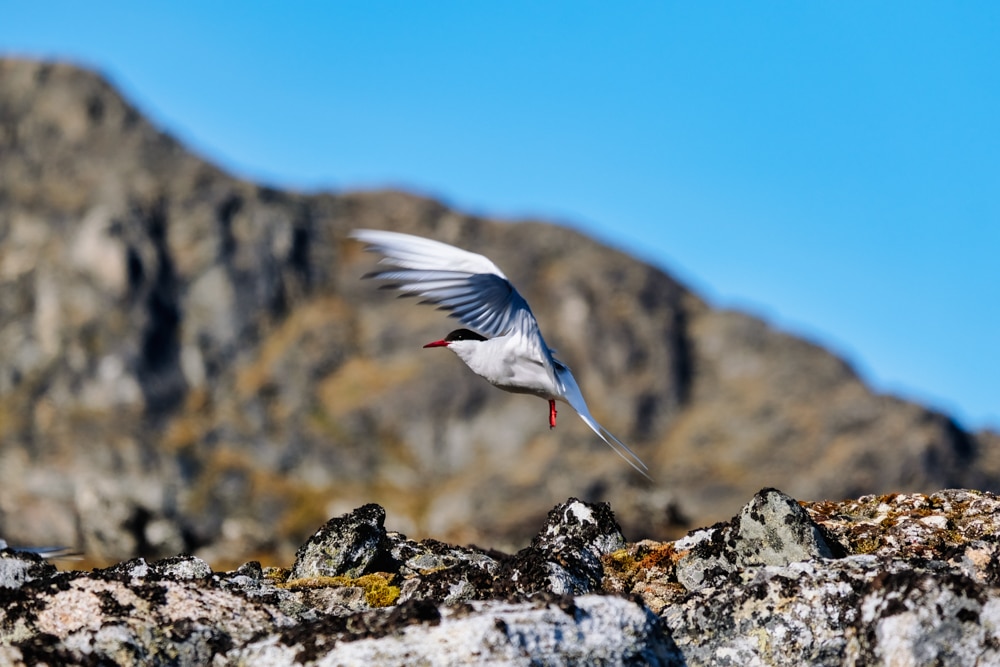 Arctic terns in Svalbard