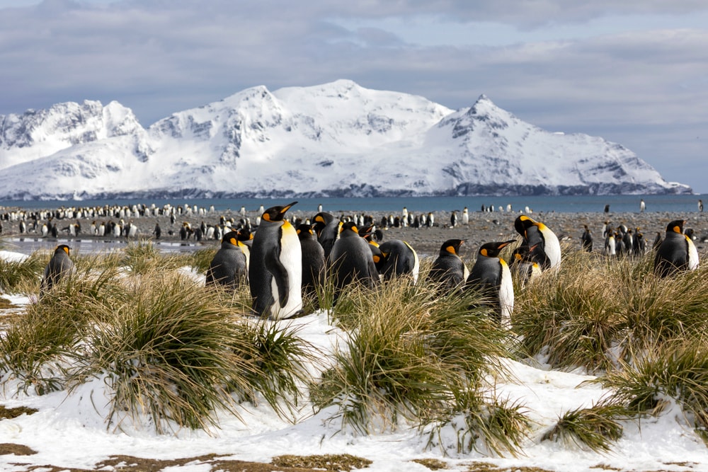 Penguins and mountains on South Georgia Island – one of the world's most dangerous hikes