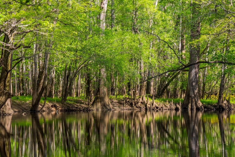 Tall trees reflected along the water's edge in Congaree National Park