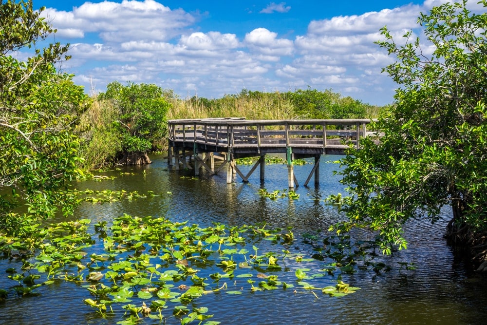 A boardwalk in the Everglades