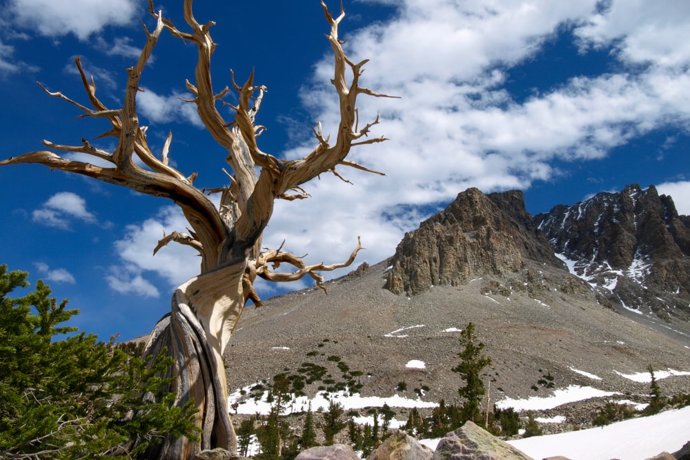 View of Bristlecone Pine tree and mountains of Great Basin National Park,