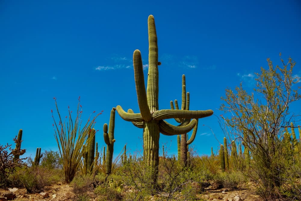 Cacti in Saguaro National Park