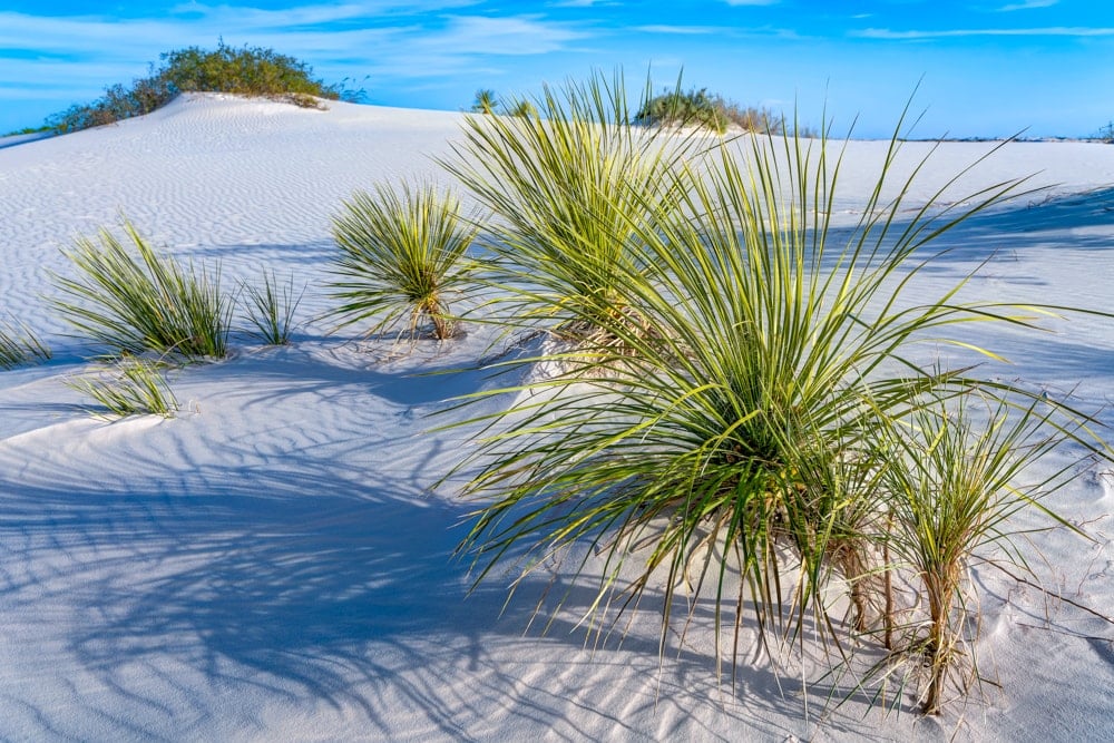 The Dune Life Nature Trail in White Sands best hike in every US national park