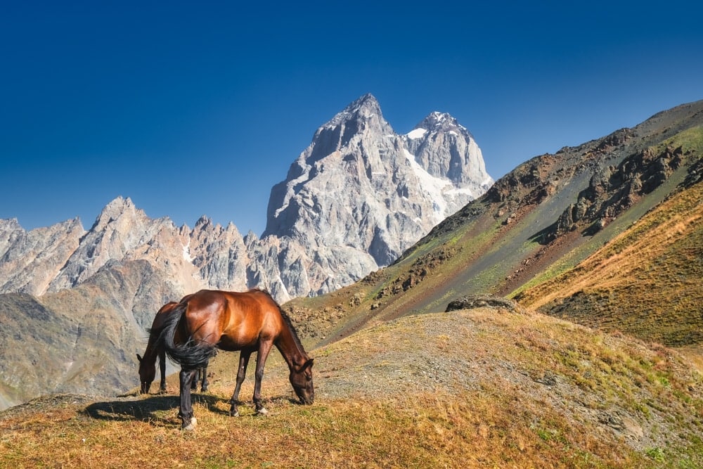 Wild horses at the Guli Pass on the Highlander Svaneti
