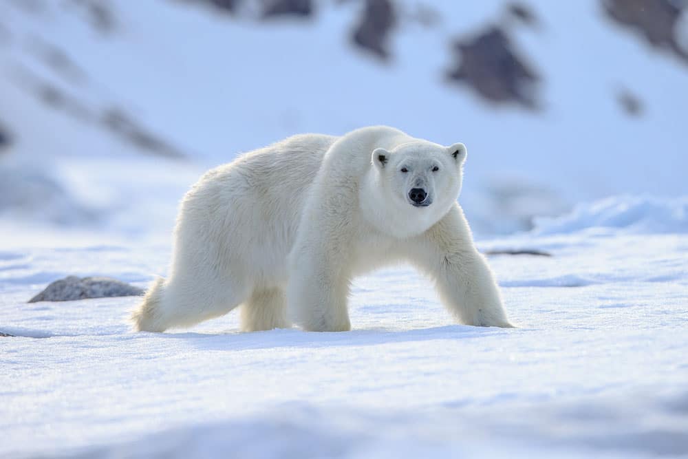 interesting facts about svalbard: a polar bear pictured on white snow