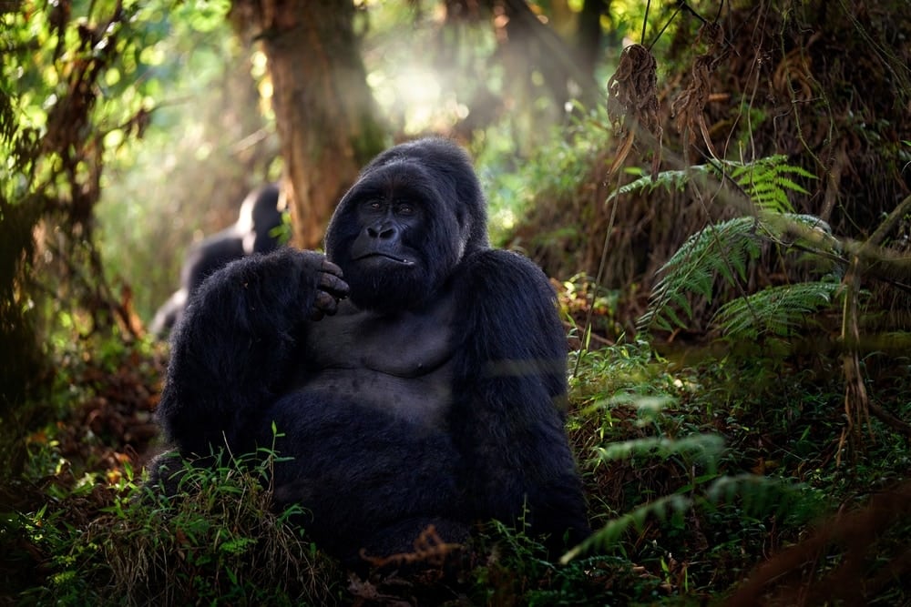 A gorilla in Mgahinga Gorilla National Park