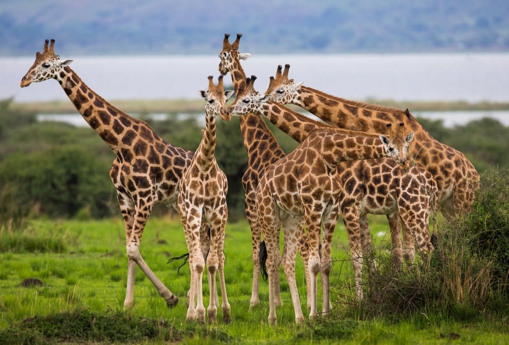 Giraffes in Murchison Falls