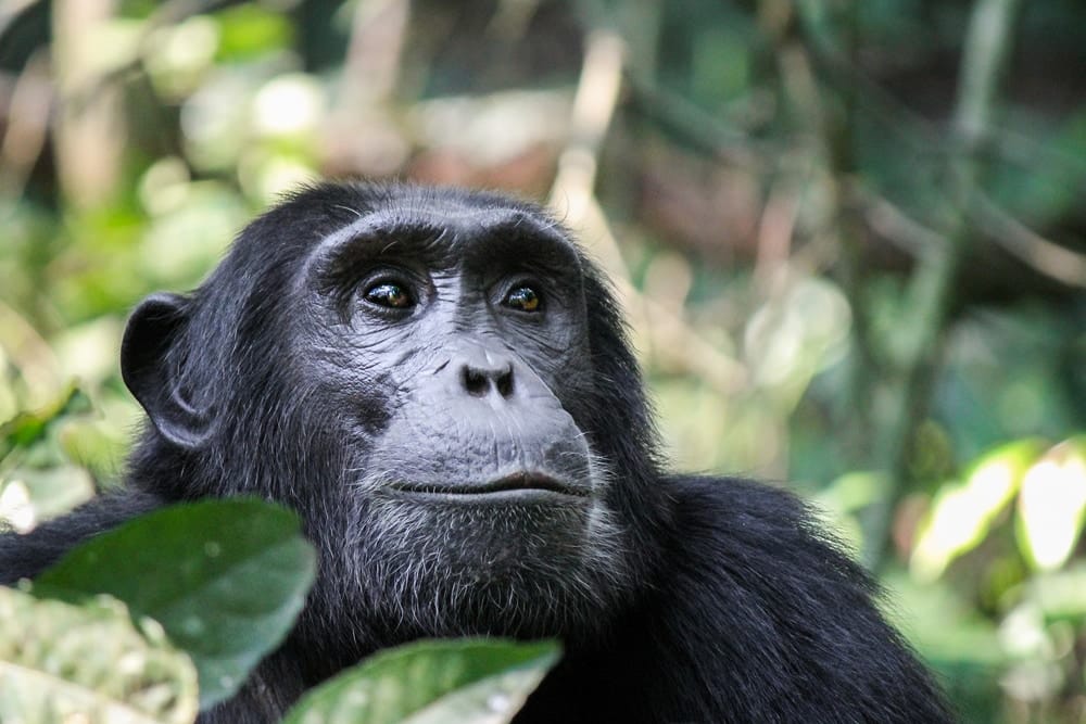 A close-up of a chimpanzee