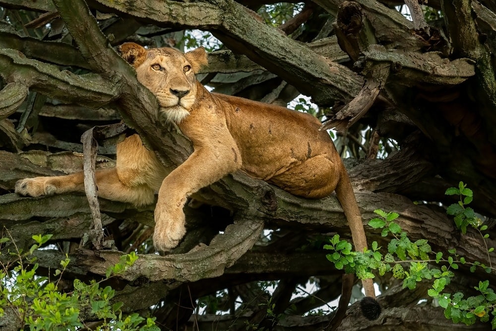 A tree-climbing lion in Queen Elizabeth national park