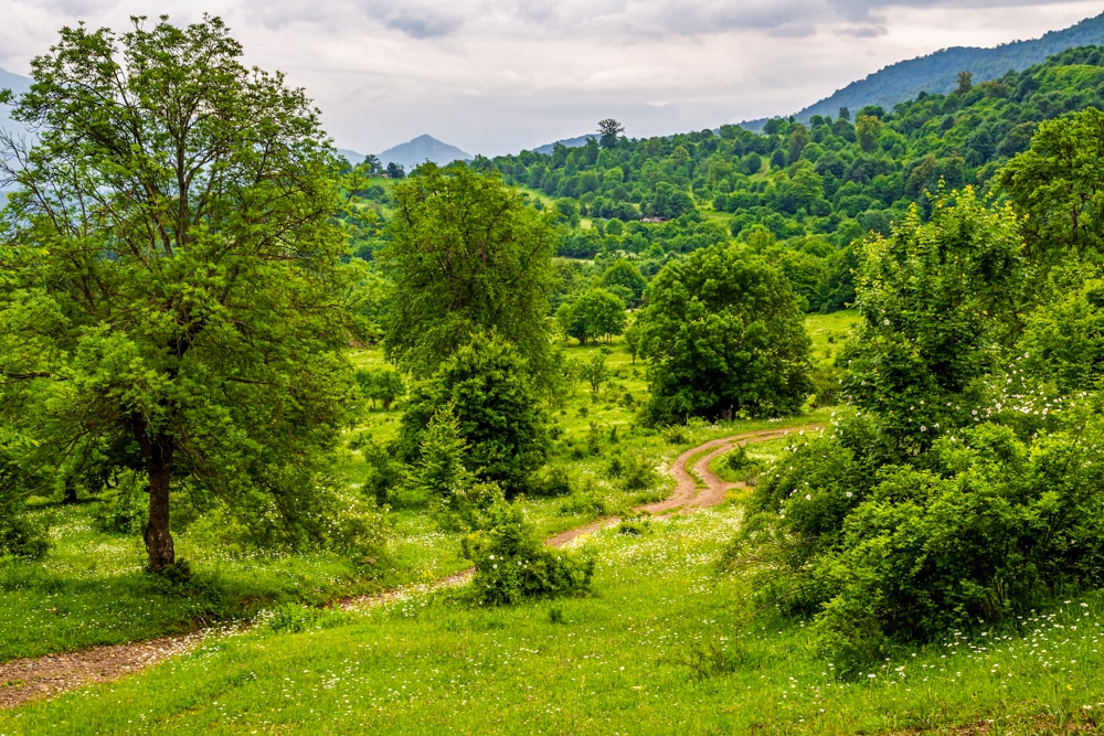A trail in through forests and meadows Dilijan National Park