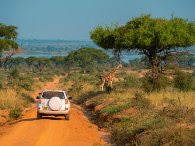 A 4x4 car near giraffes in Uganda