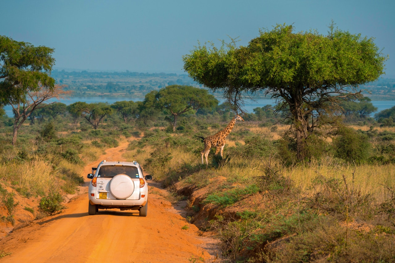 A 4x4 car near giraffes in Uganda