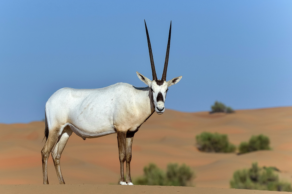 An arabian Oryx