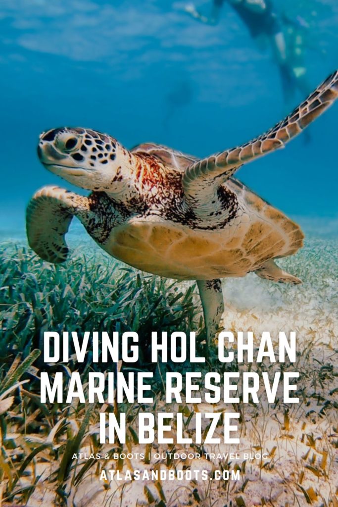 Diving Hol Chan Marine Reserve in Belize Pinterest pin