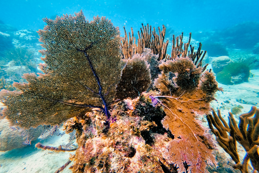 Karang berwarna-warni di Cagar Alam Laut Hol Chan 