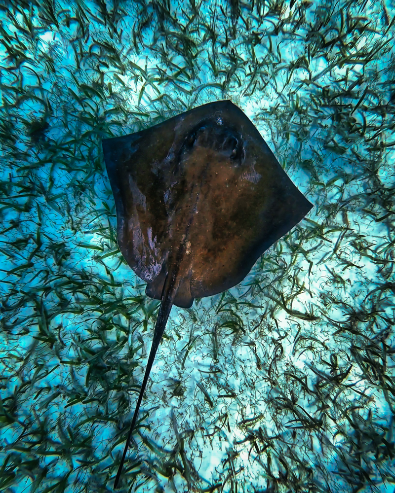 A ray from above in Hol Chan Marine Reserve