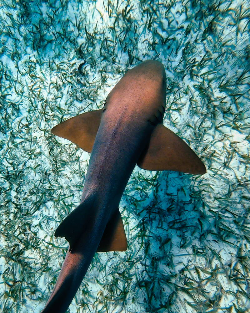 A nurse shark in Hol Chan Marine Reserve