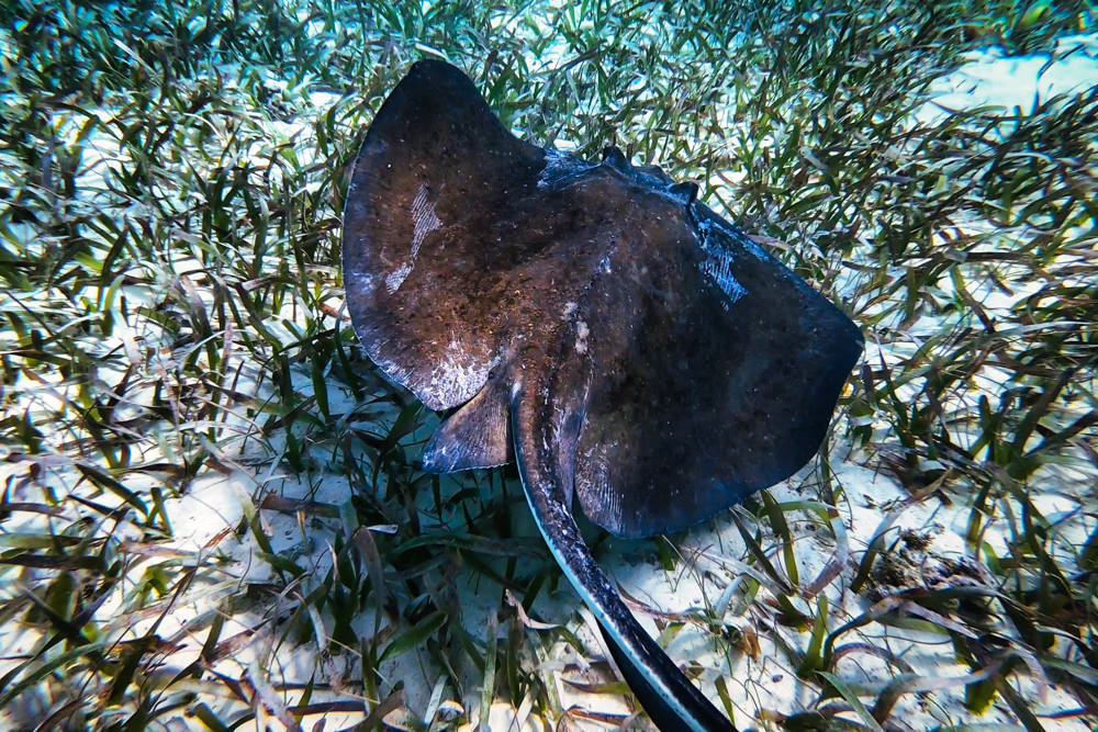 A ray in Hol Chan Marine Reserve