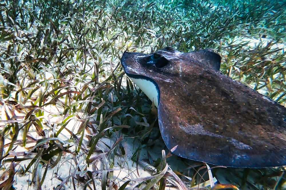 A close up of a ray in Hol Chan Marine Reserve