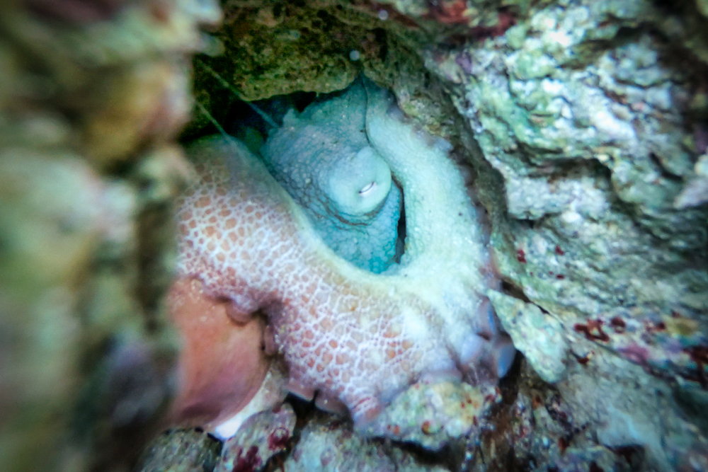 A sleeping octopus in  Hol Chan Marine Reserve