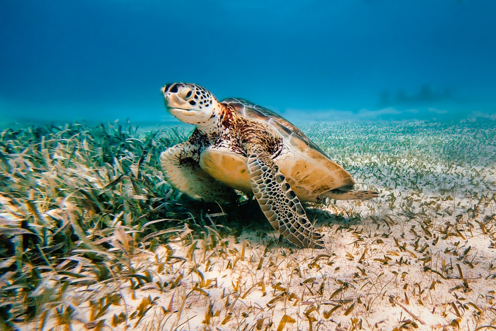 di Cagar Laut Ku Hol Chan 