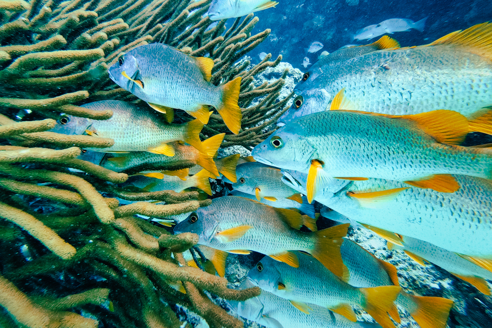 A school of yellow-tail fish in Hol Chan Marine Reserve