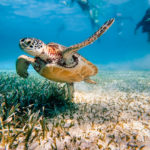 A turtle we saw while diving the Hol Chan Marine Reserve in Belize