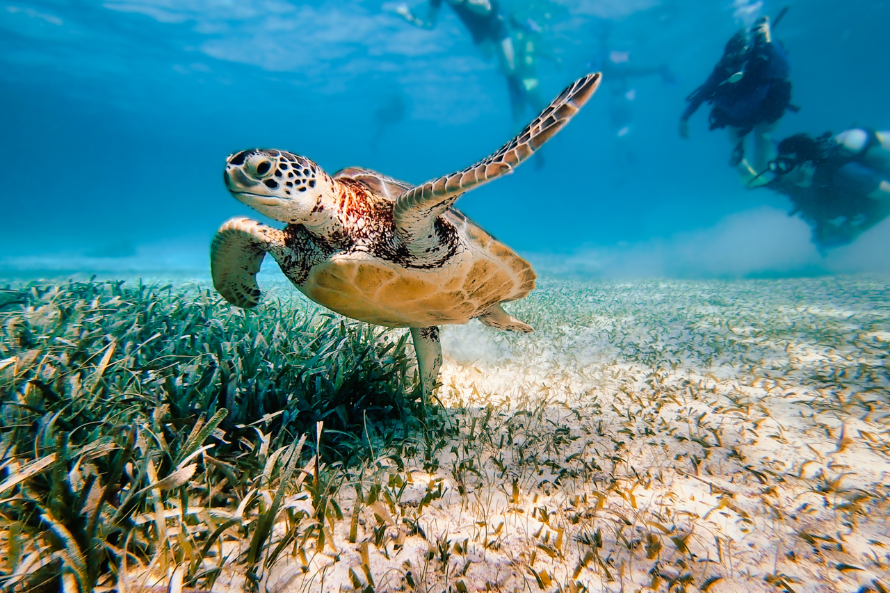 A turtle we saw while diving the Hol Chan Marine Reserve in Belize