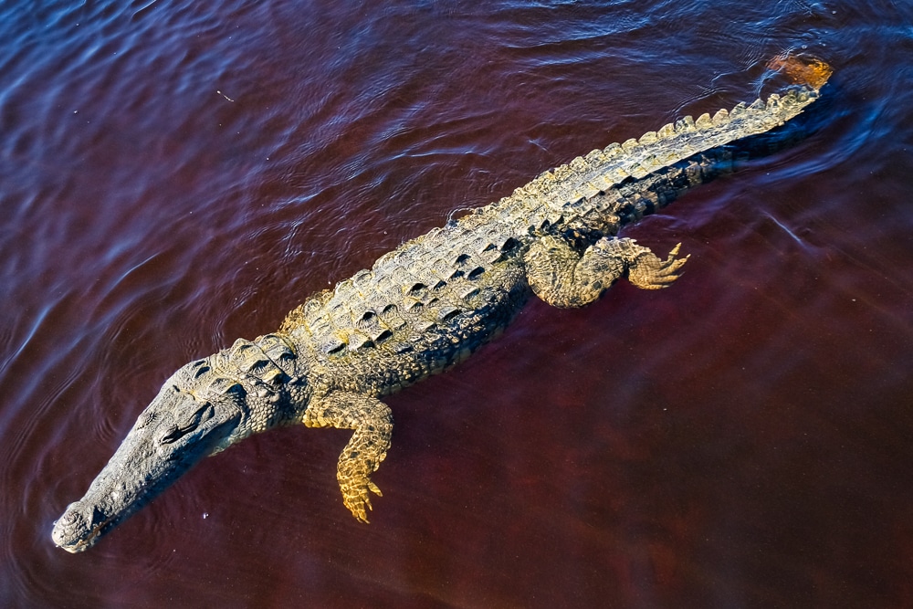 Buaya di Rio Lagartos