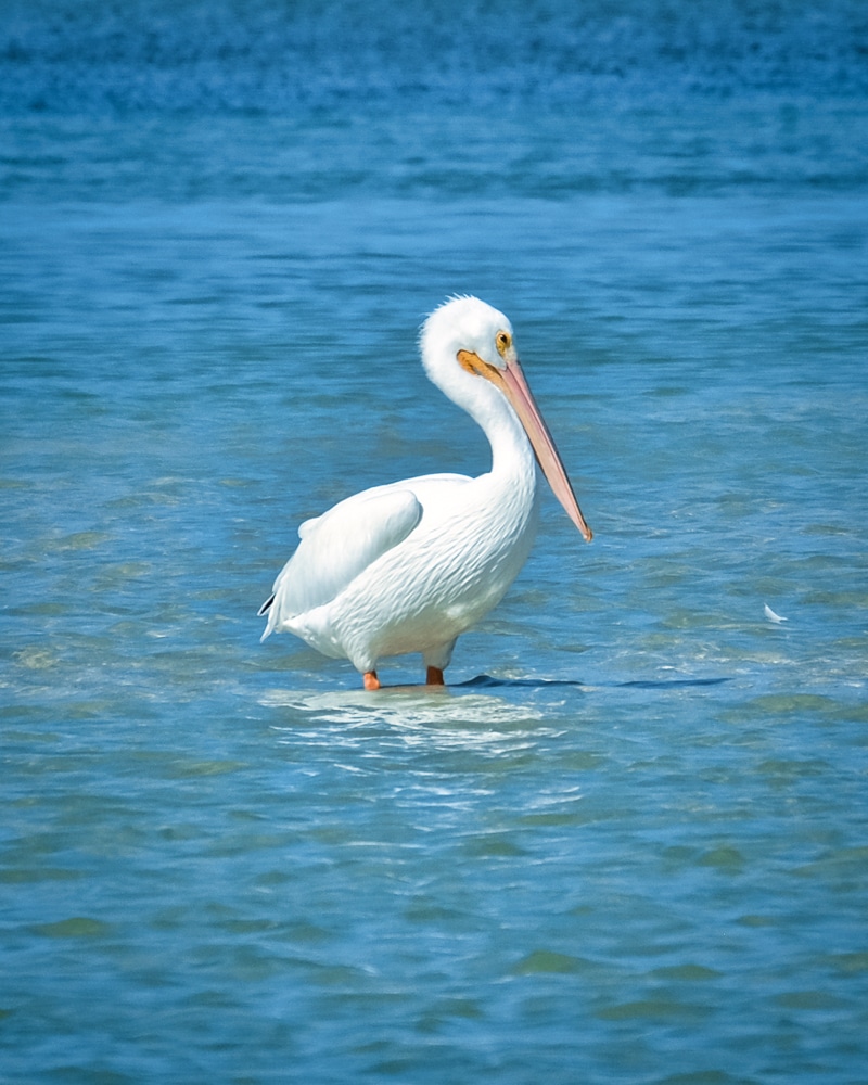 A white pelican in Río Lagartos