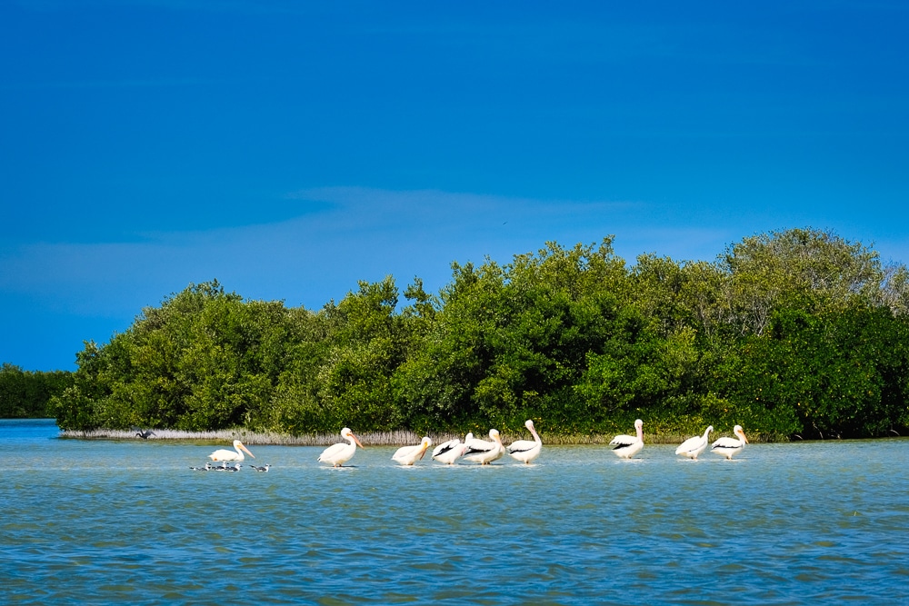 White pelicans in Río Lagartos